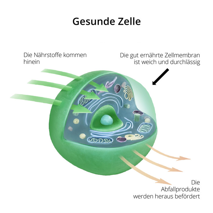 Grafik gesunde Zelle